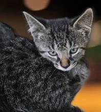 PeanutButter, Adoptable, Young Male Domestic Short Hair & Domestic Short Hair.