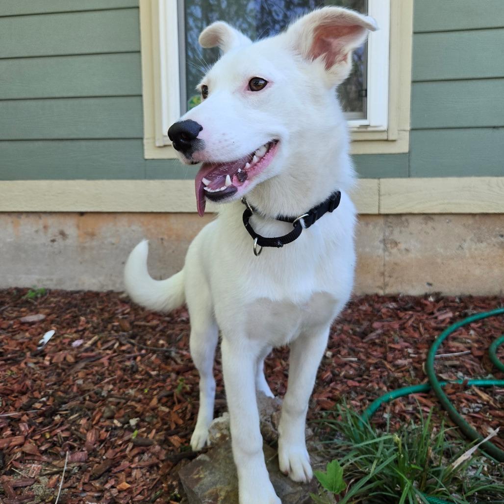 Pearl, Adoptable, Young Female Mixed Breed.