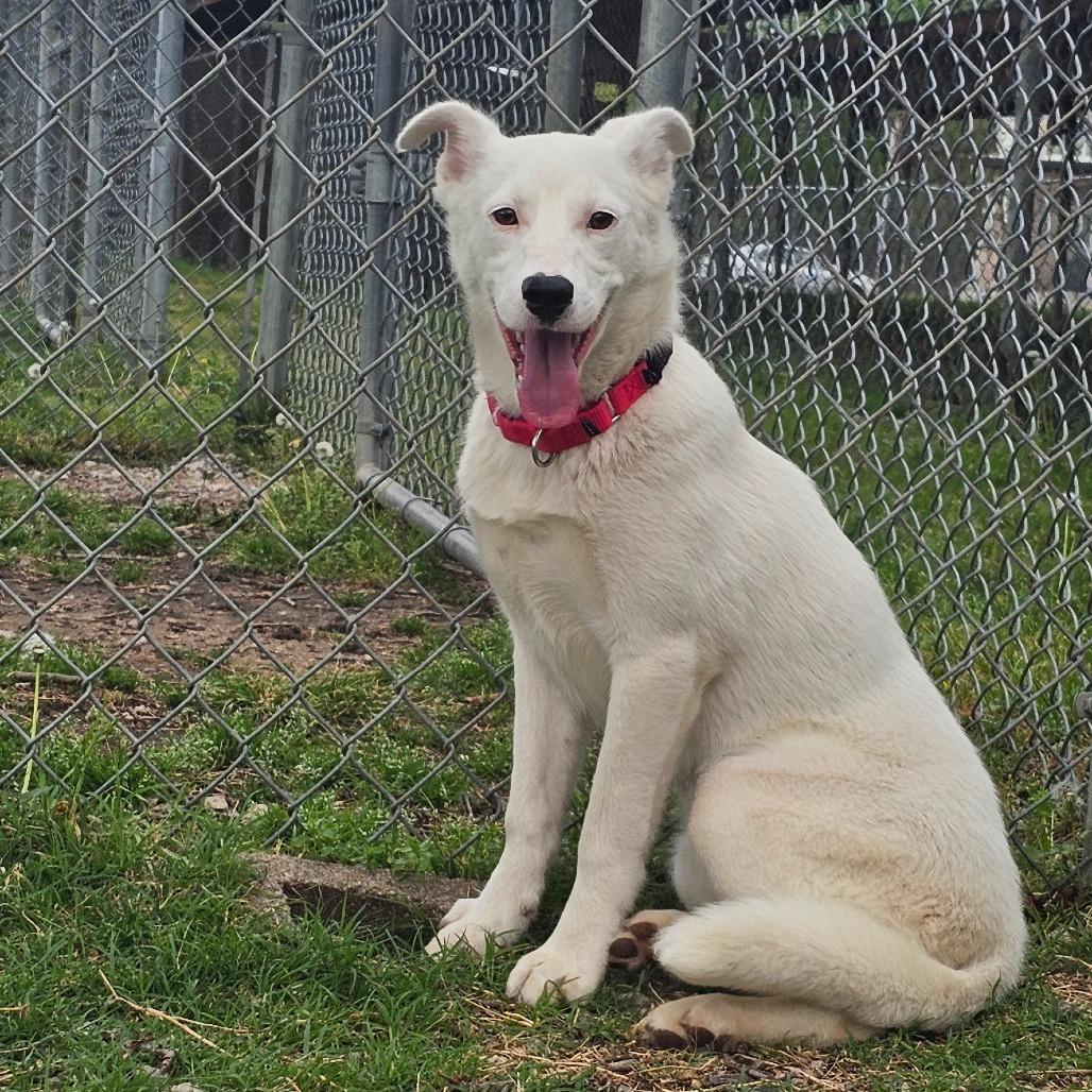 Enlarge Pearl, a Adoptable Mixed Breed in Tulsa, OK image 2/6