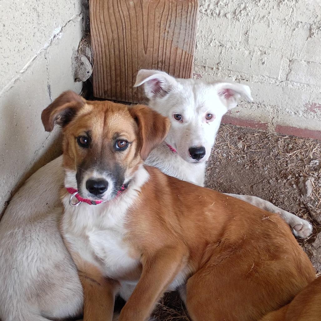 Enlarge Pearl, a Adoptable Mixed Breed in Tulsa, OK image 3/6