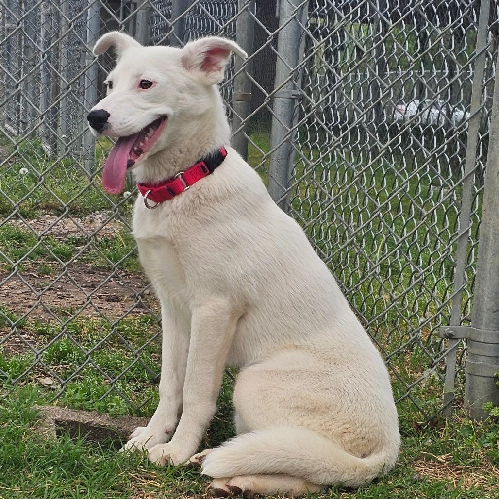 Enlarge Pearl, a Adoptable Mixed Breed in Tulsa, OK image 4/6