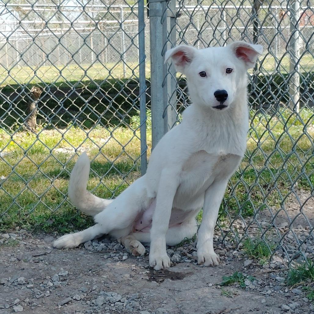 Enlarge Pearl, a Adoptable Mixed Breed in Tulsa, OK image 2/2