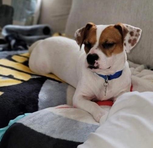 Roscoe photo 3