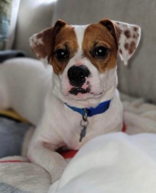 Roscoe photo 2