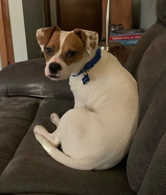 Roscoe photo 1