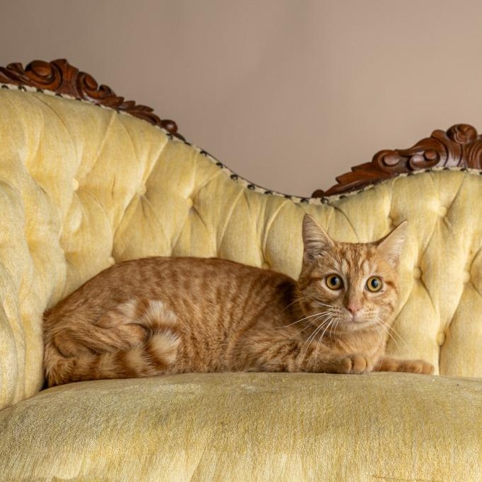 Dawson — thumbnail 2