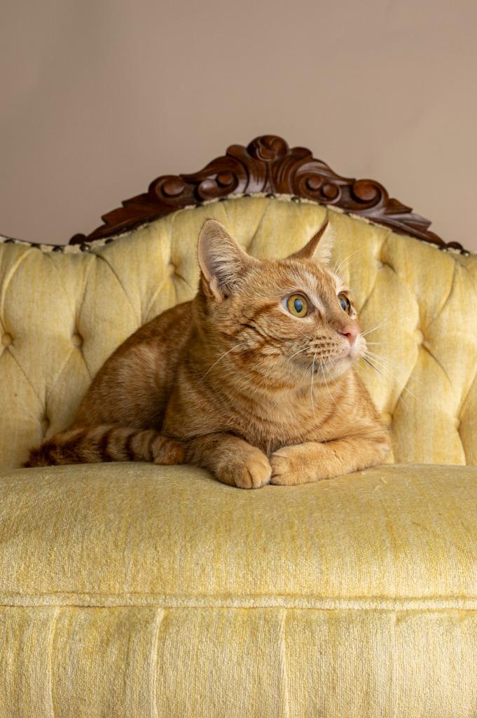 Dawson — thumbnail 3