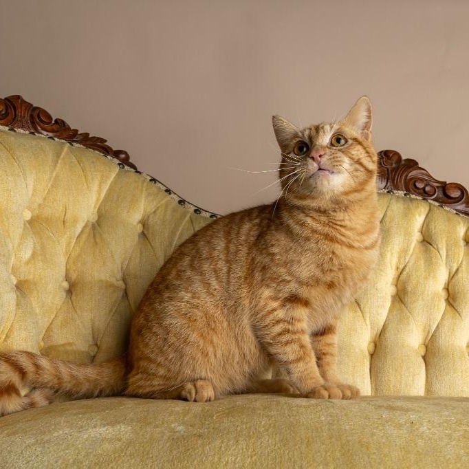 Dawson — thumbnail 4