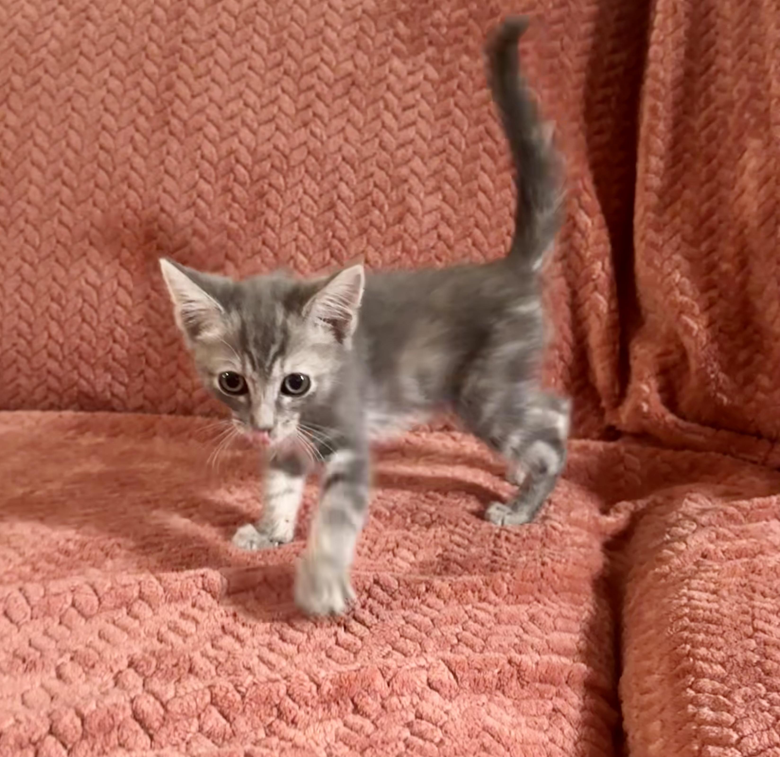 Enlarge Artemis, an adopted Domestic Short Hair in Wildomar, CA image 1/5