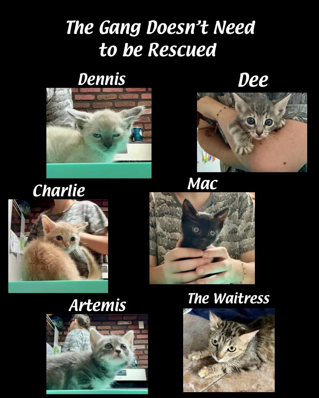 Enlarge Artemis, an adopted Domestic Short Hair in Wildomar, CA image 3/5