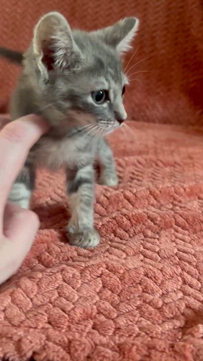 Enlarge Artemis, an adopted Domestic Short Hair in Wildomar, CA video 2/5