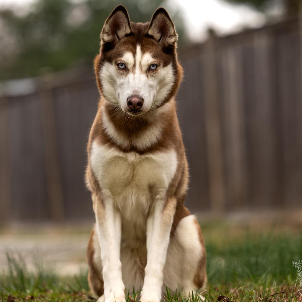 Enlarge Lia - 26052, a Adoptable Siberian Husky in Armonk, NY image 1/6