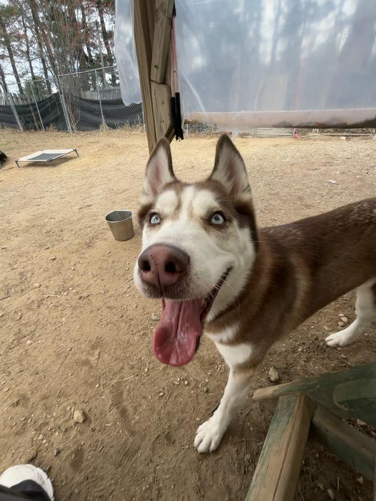 Enlarge Lia - 26052, a Adoptable Siberian Husky in Armonk, NY image 2/6
