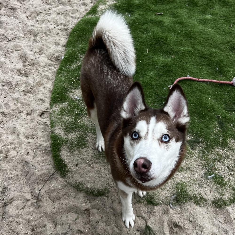 Enlarge Lia - 26052, a Adoptable Siberian Husky in Armonk, NY image 3/6