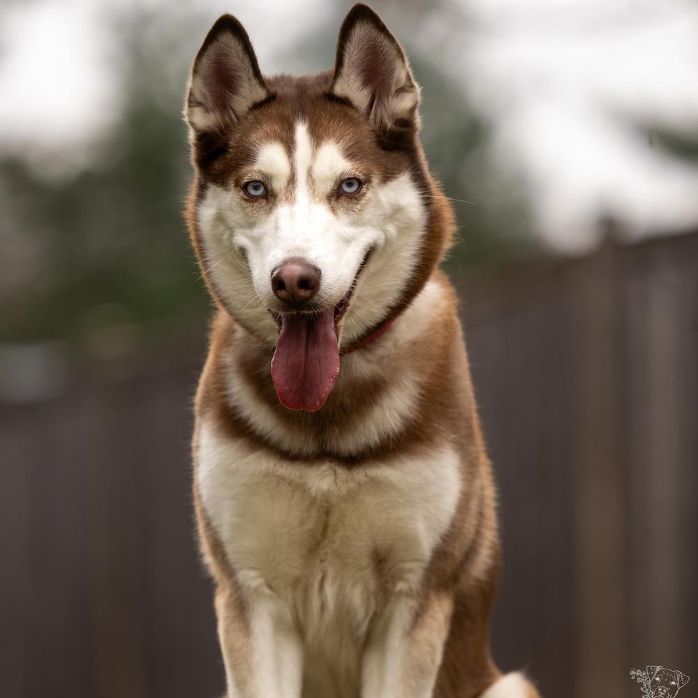 Enlarge Lia - 26052, a Adoptable Siberian Husky in Armonk, NY image 4/6