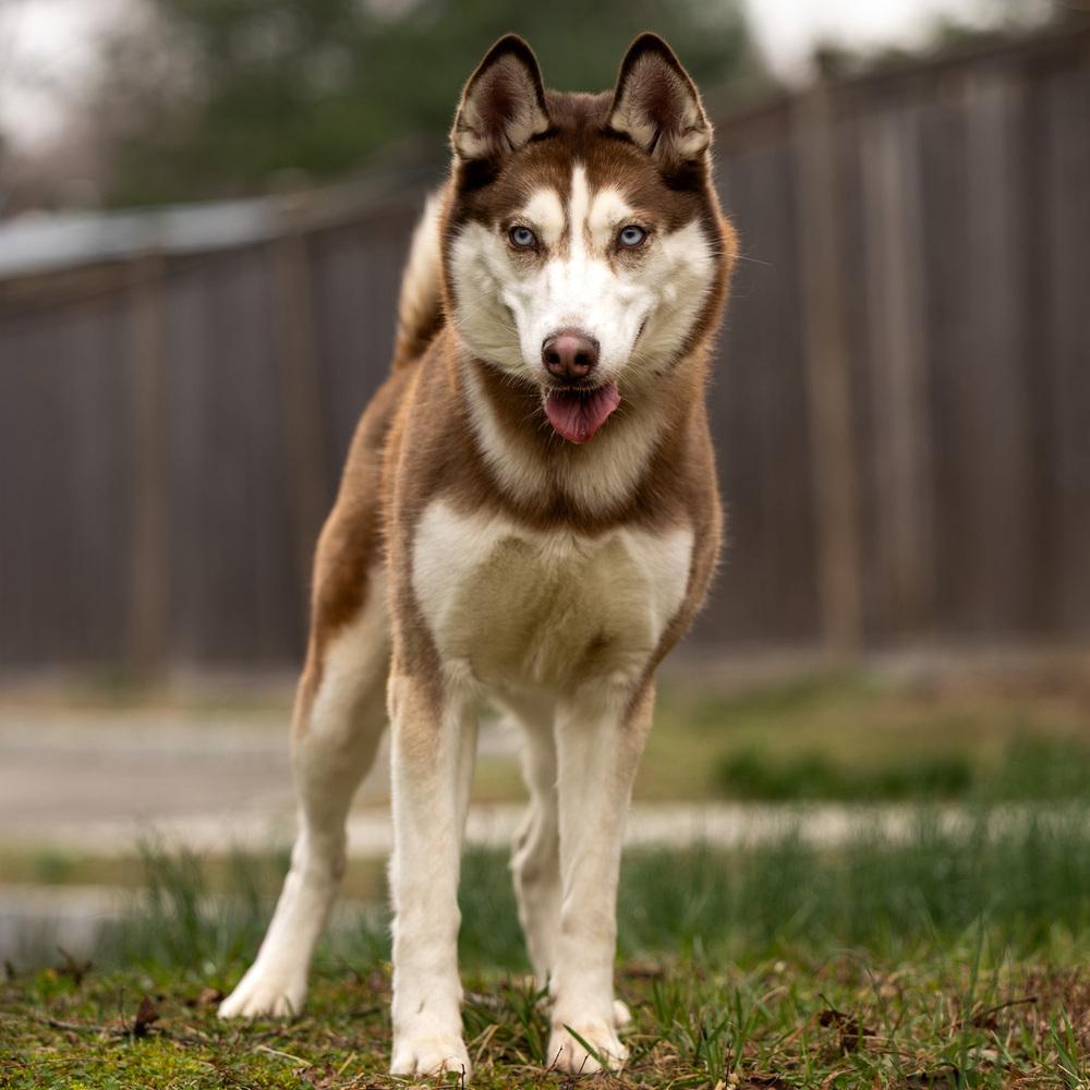 Enlarge Lia - 26052, a Adoptable Siberian Husky in Armonk, NY image 5/6