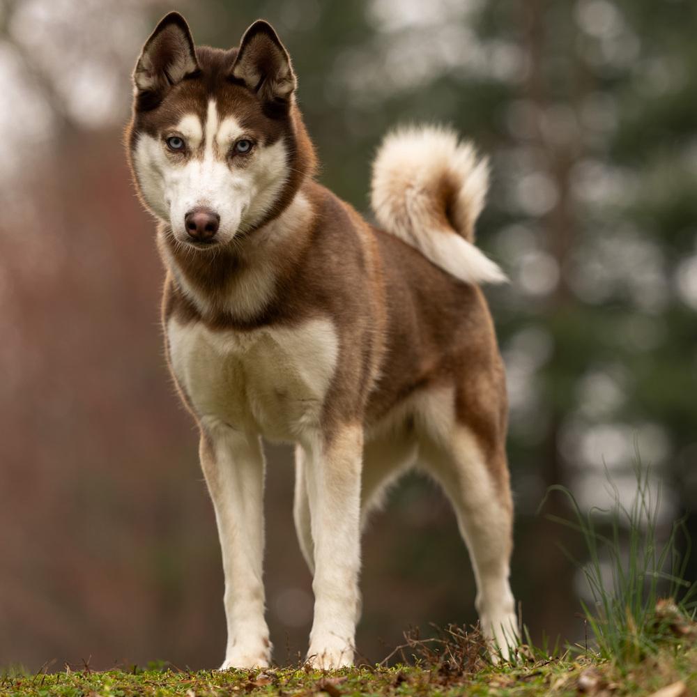 Enlarge Lia - 26052, a Adoptable Siberian Husky in Armonk, NY image 6/6
