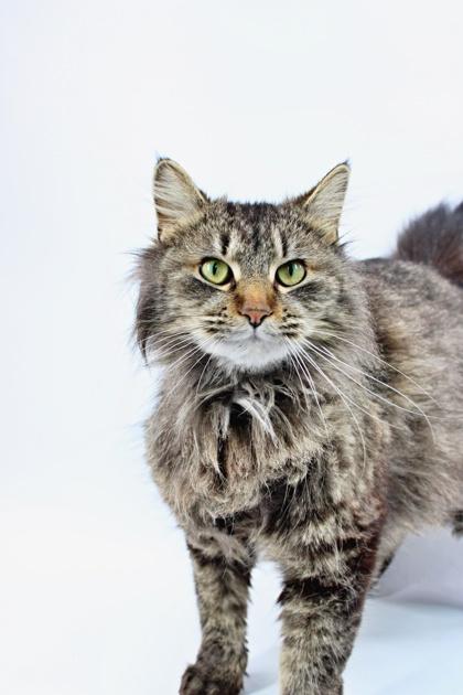 Enlarge Cher, a Adoptable mixed breed in Morton Grove, IL image 1/2