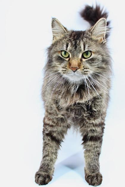Enlarge Cher, a Adoptable mixed breed in Morton Grove, IL image 2/2