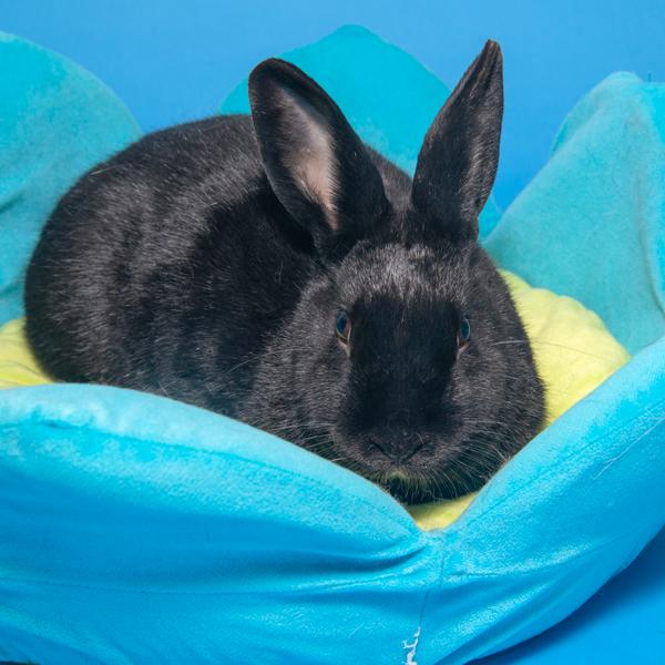 Lupin, Adoptable, Young Male Bunny Rabbit.