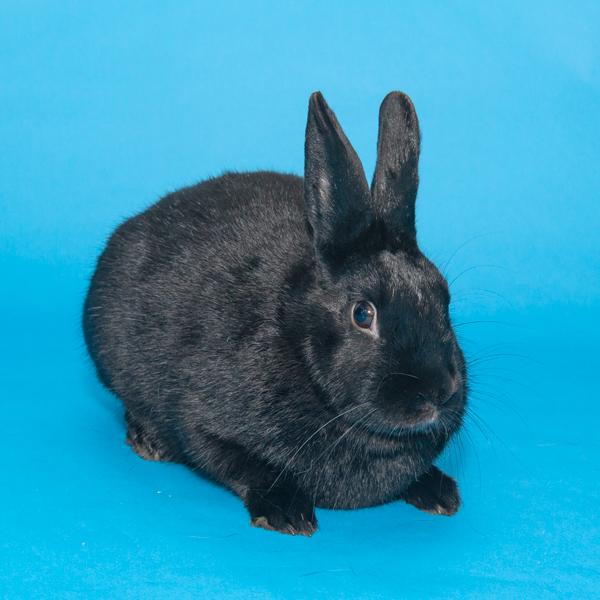 Enlarge Lupin, a Adoptable Bunny Rabbit in Whittaker, MI image 2/4