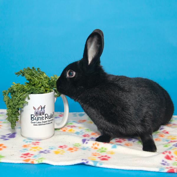 Enlarge Lupin, a Adoptable Bunny Rabbit in Whittaker, MI image 3/4