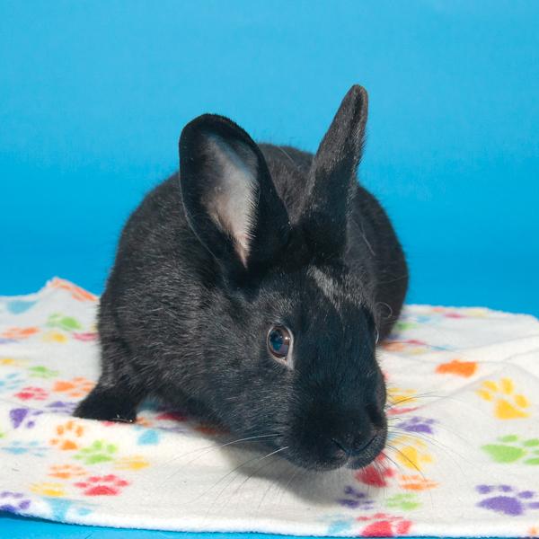 Lupin, Adoptable, Young Male Bunny Rabbit.