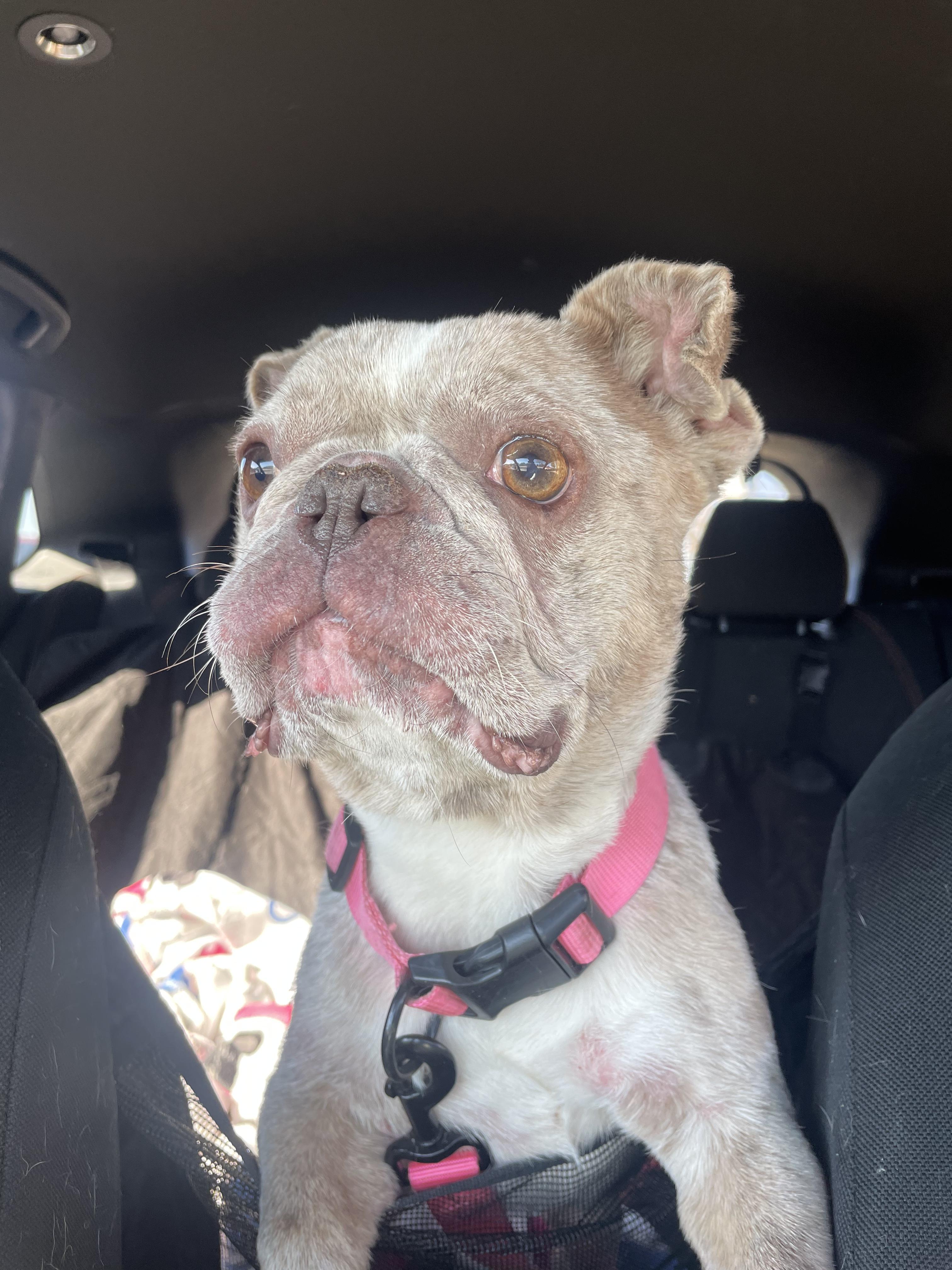 Enlarge Wasabi, a Adoptable French Bulldog in PALM BAY, FL image 1/1