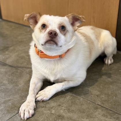 Enlarge Tater Tot, an adoptable mixed breed in Dubuque, IA image 1/4