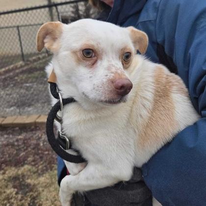 Enlarge Tater Tot, a ADOPTABLE mixed breed in Dubuque, IA image 2/2