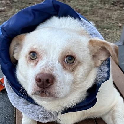 Tater Tot, ADOPTABLE, Adult Male Mixed Breed.