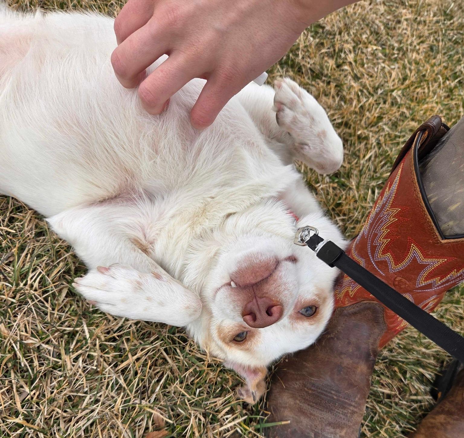 Enlarge Tater Tot, an adoptable mixed breed in Dubuque, IA image 4/4