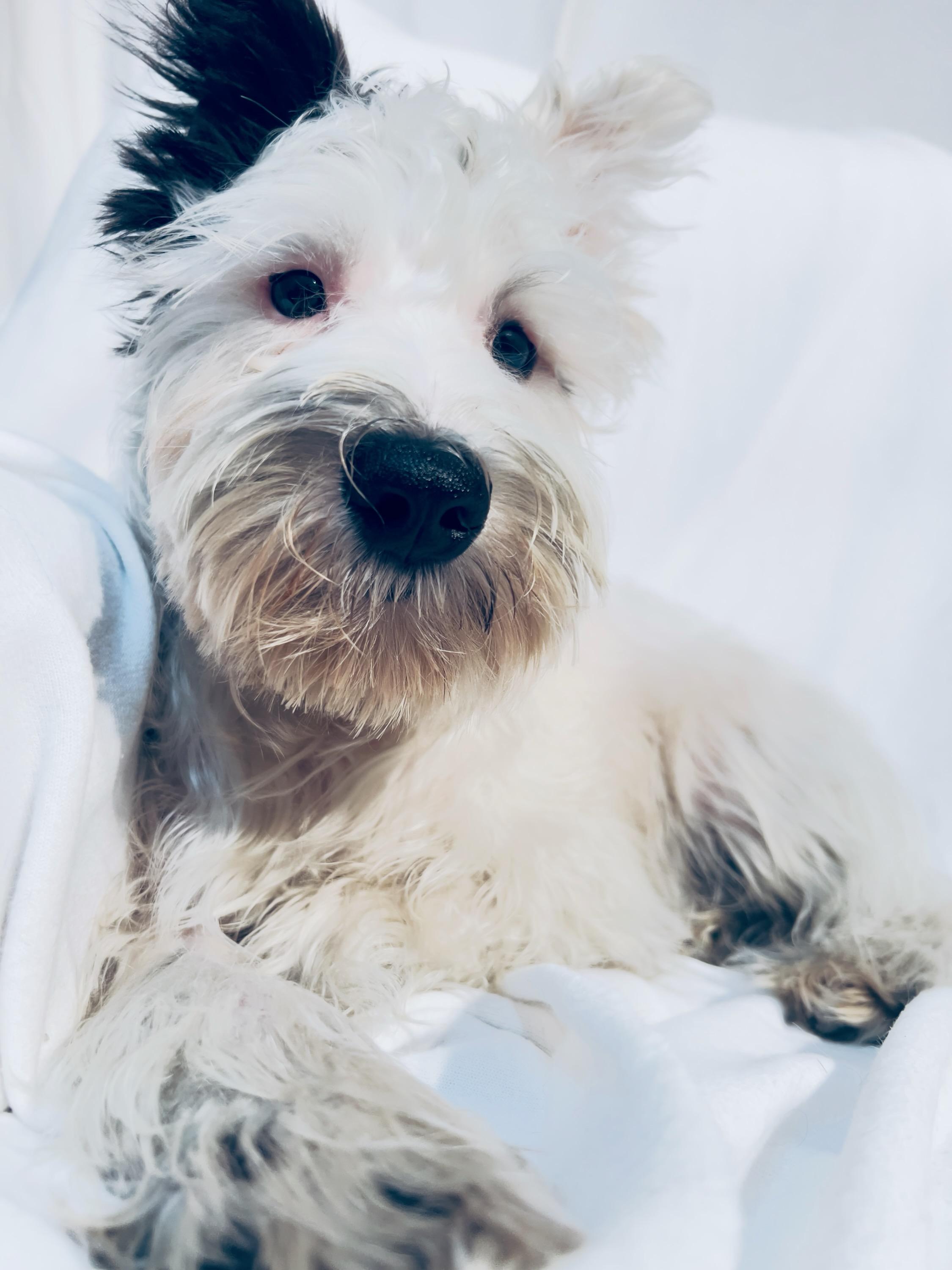 Fritz