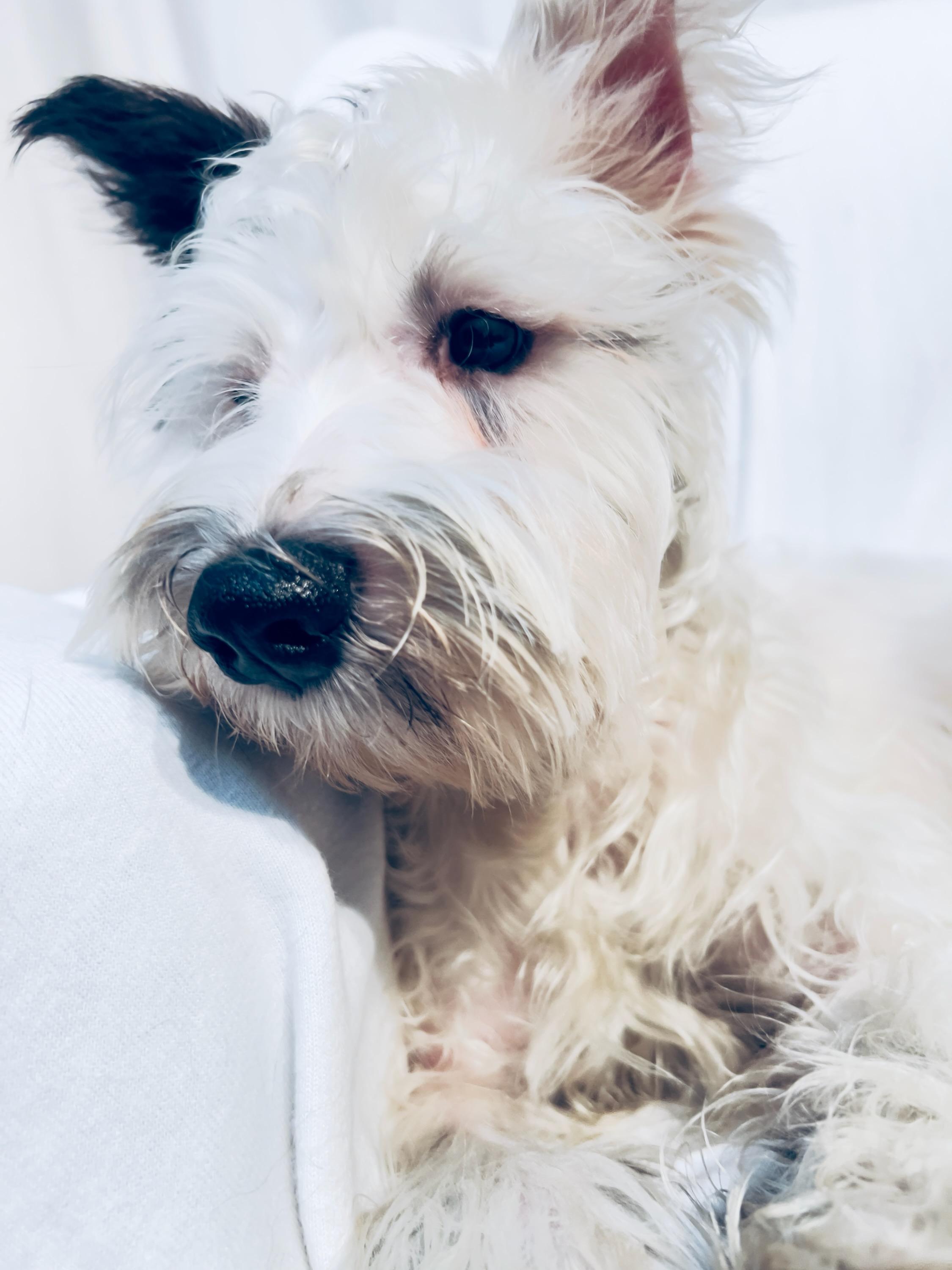 Fritz