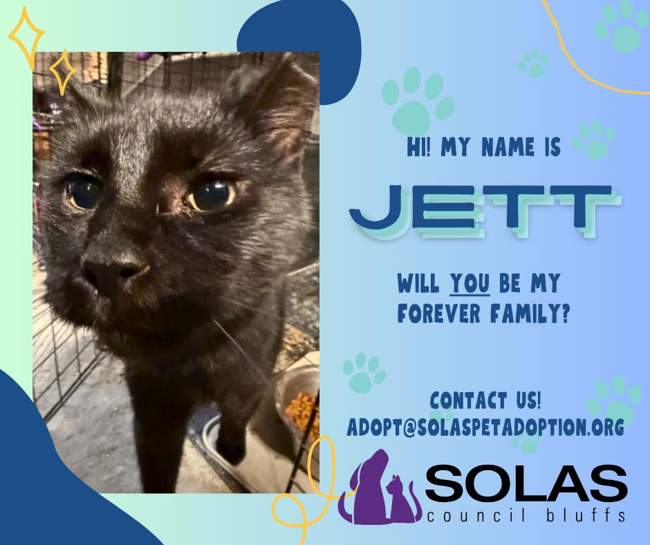 Jett  --  (jm), Adoptable, Young Male Domestic Short Hair & Domestic Short Hair.
