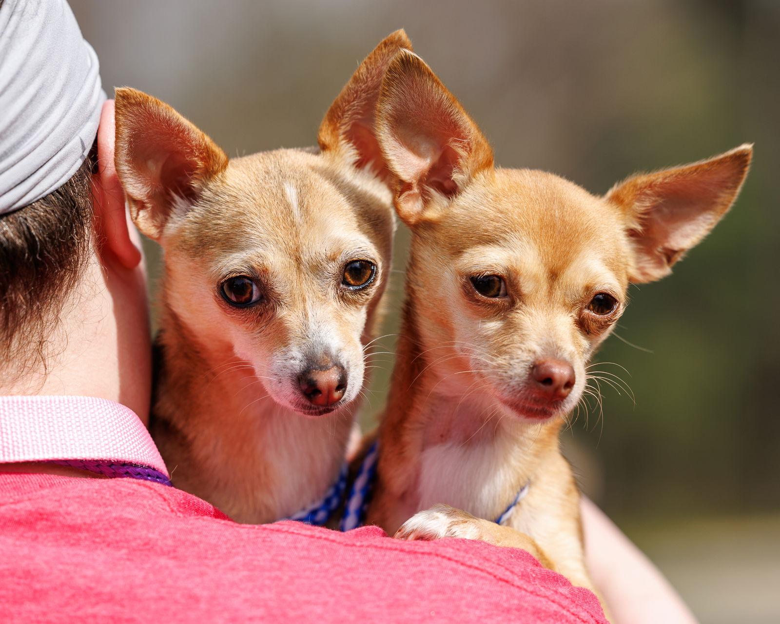 JuJu (bonded with Hip Hip), Adopted, Young Female Mixed Breed.