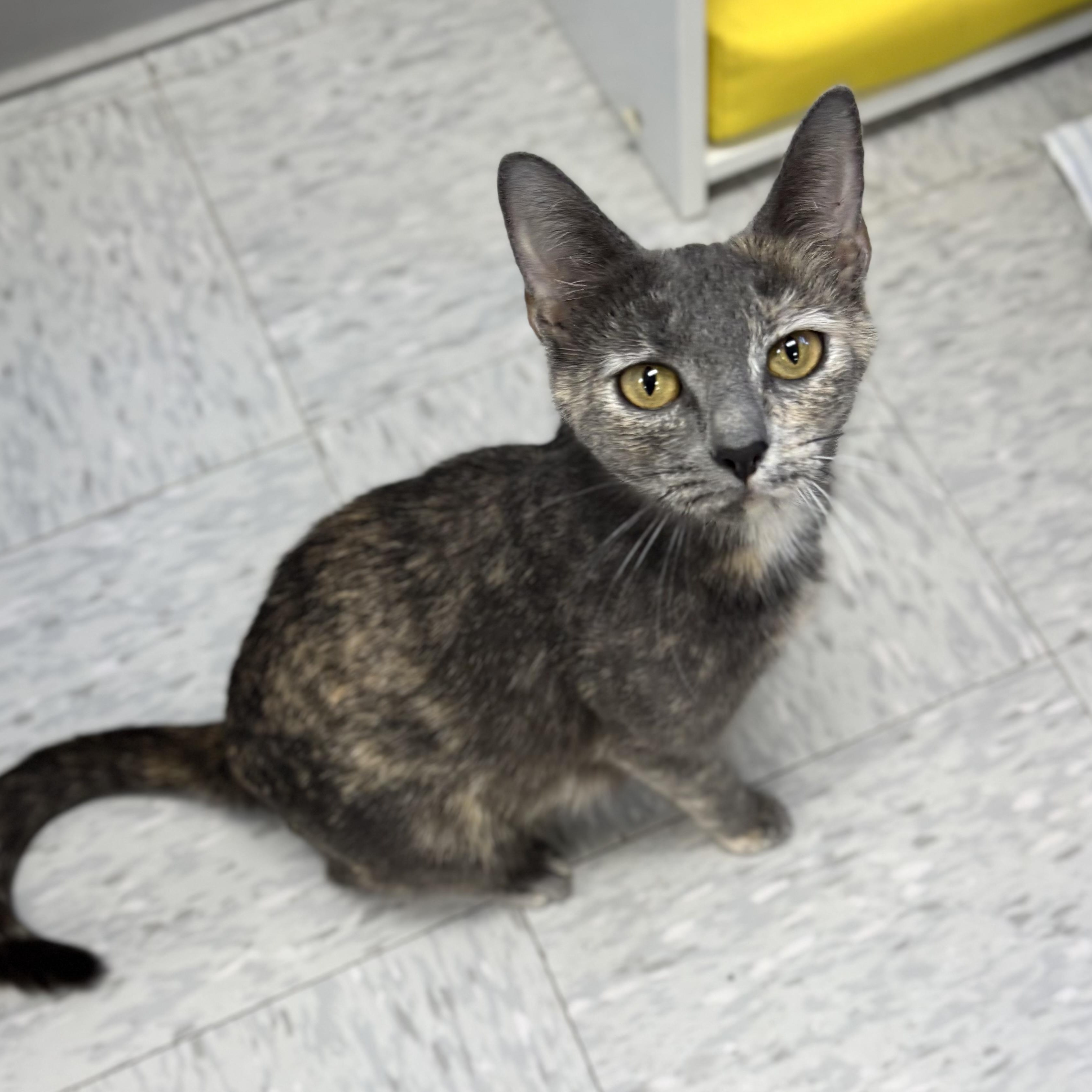 Abilene , ADOPTABLE, Young Female Dilute Tortoiseshell.