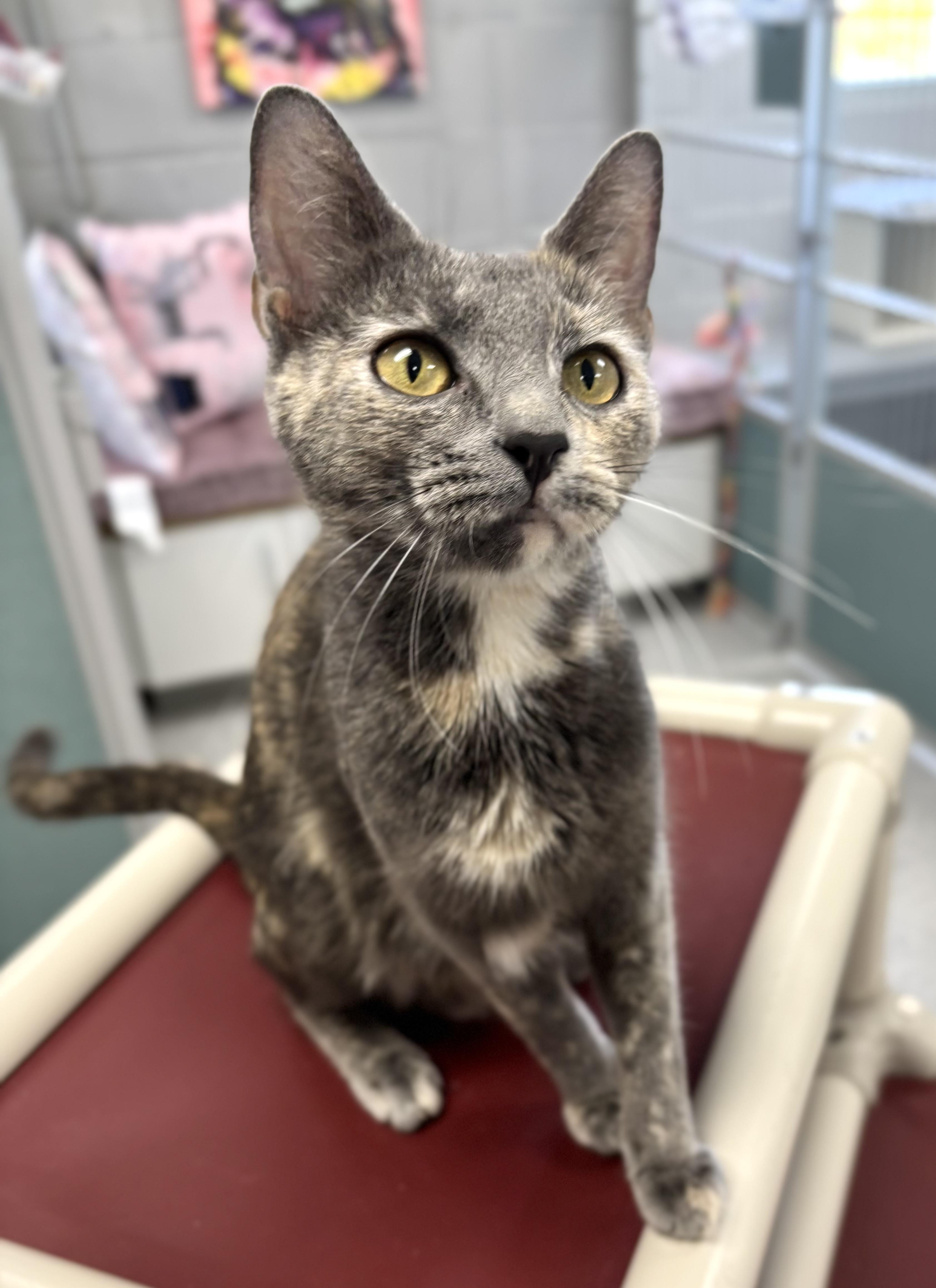 Enlarge Abilene , a ADOPTABLE Dilute Tortoiseshell in Bardstown, KY image 3/5