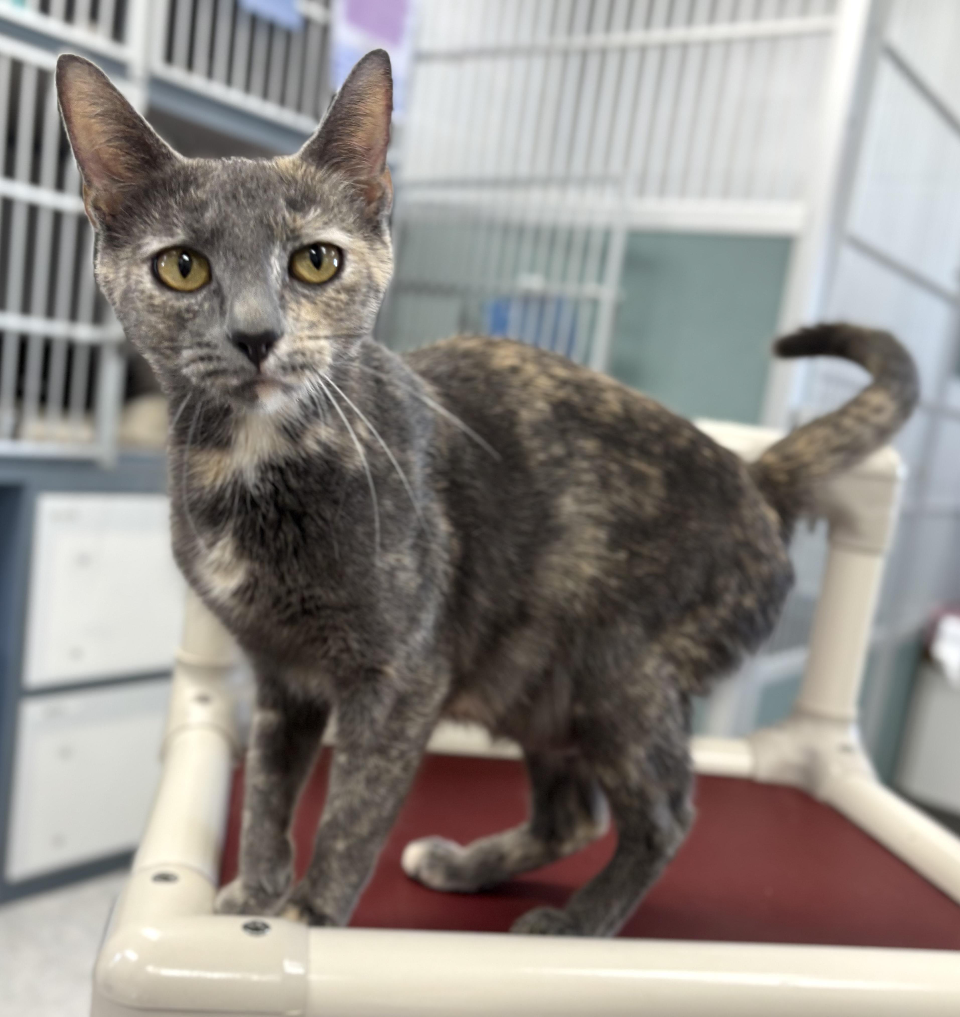 Enlarge Abilene , a ADOPTABLE Dilute Tortoiseshell in Bardstown, KY image 5/5