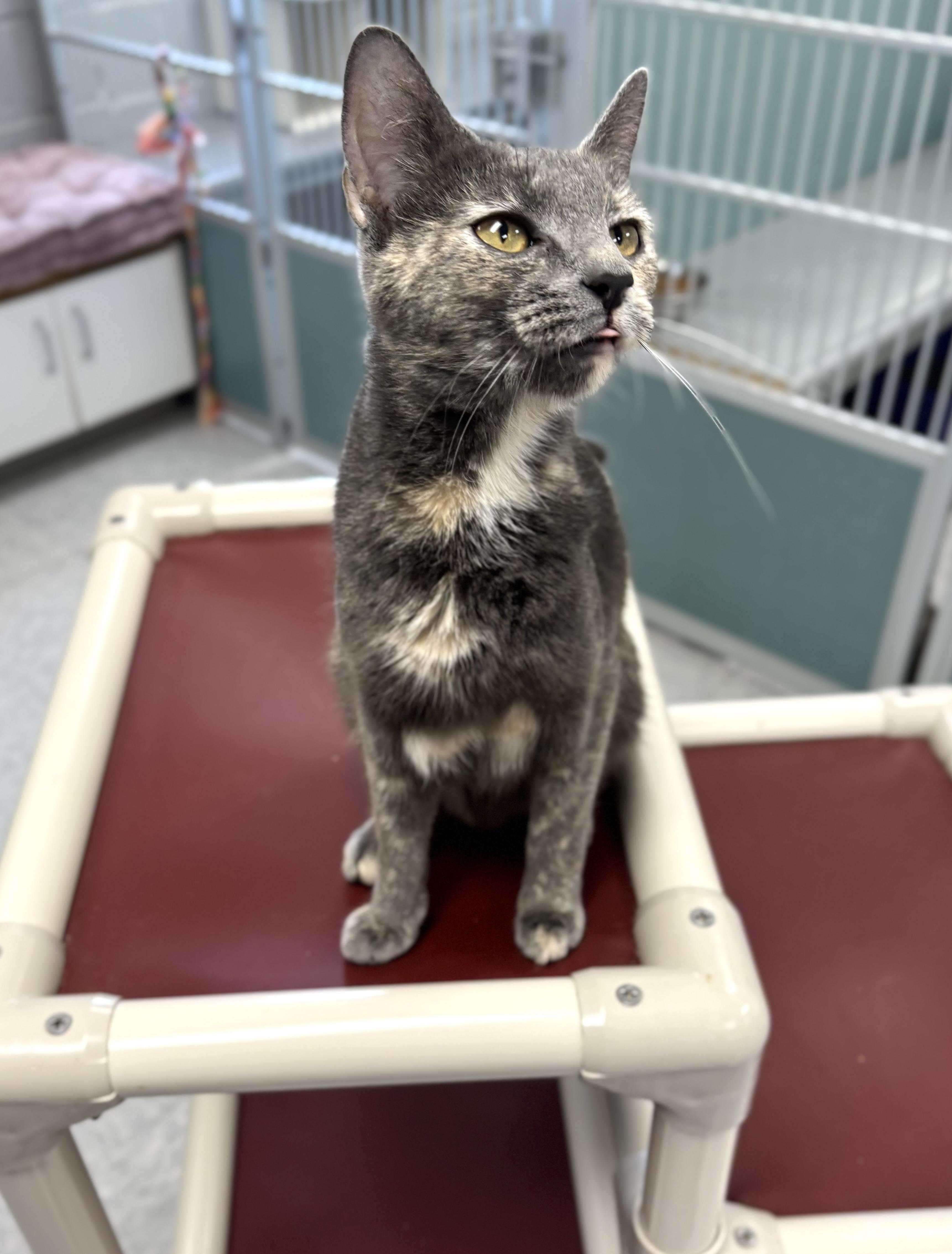 Enlarge Abilene , a ADOPTABLE Dilute Tortoiseshell in Bardstown, KY image 4/5