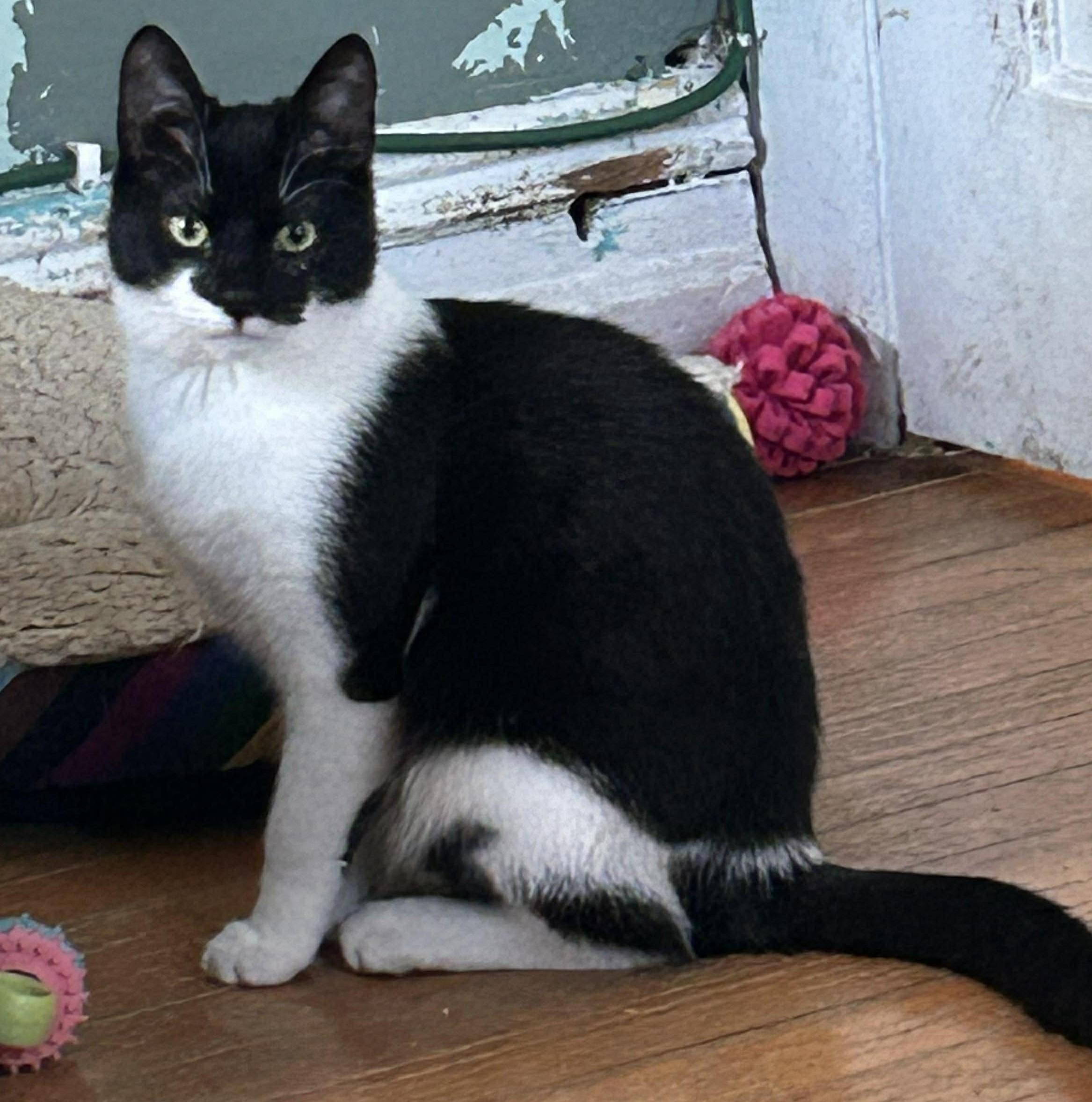 Eclipse, adopted, Kitten Female Domestic Short Hair.