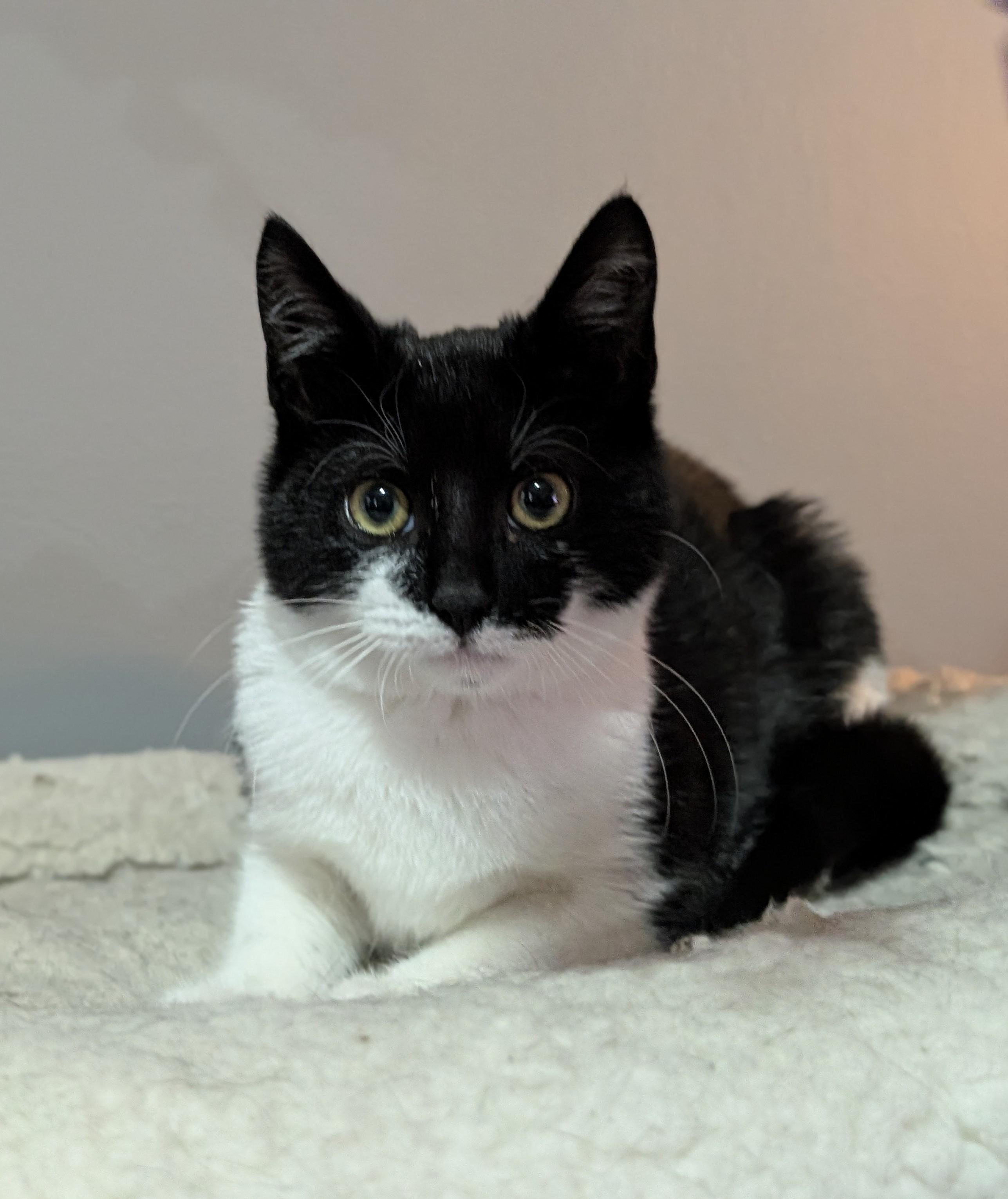 Enlarge Eclipse, an adopted Domestic Short Hair in Ozone Park, NY image 2/4