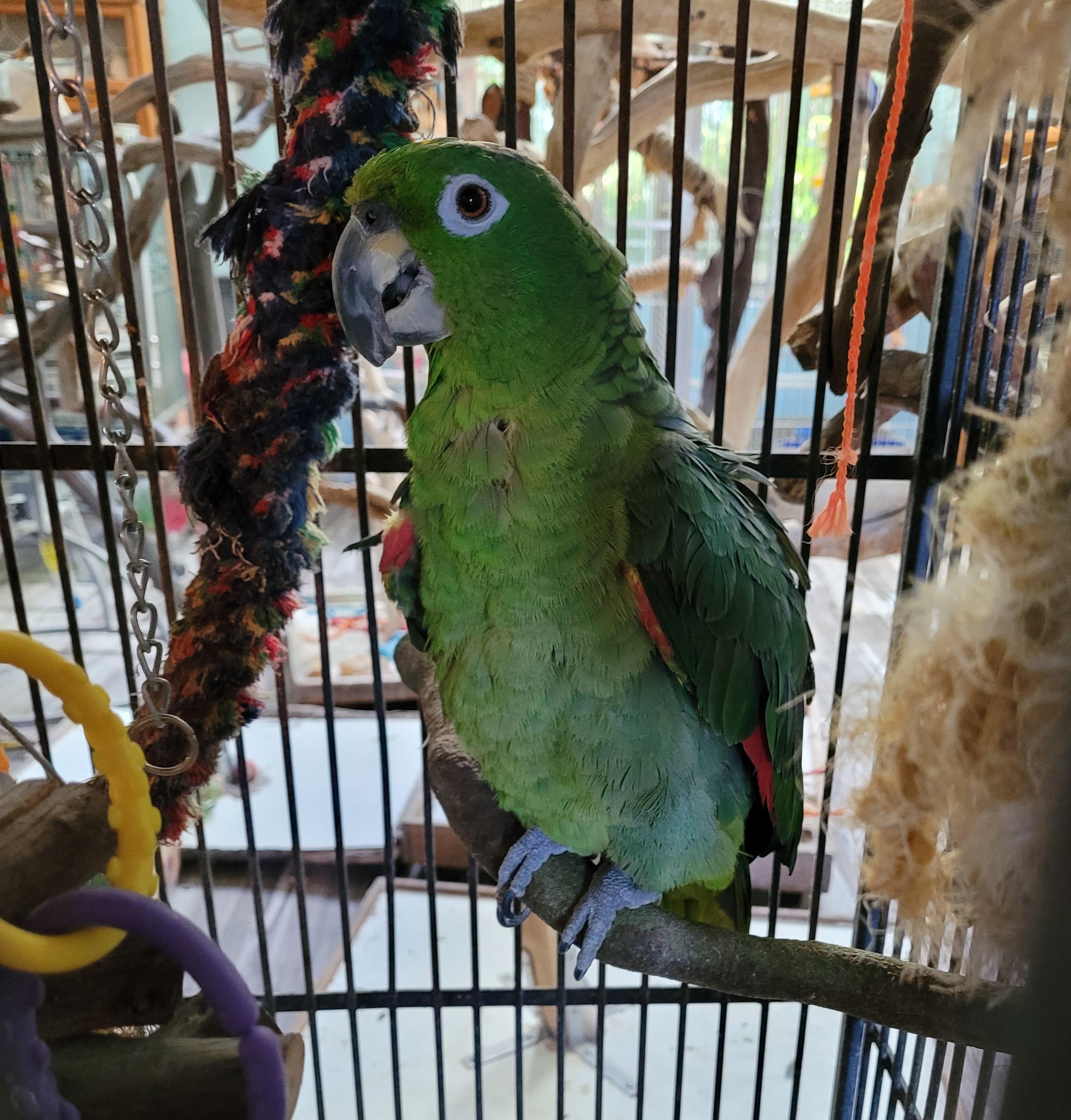 Bronson, Adult Male unknown