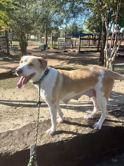 Ashley, Adoptable, Adult Female Labrador Retriever & Mixed Breed.