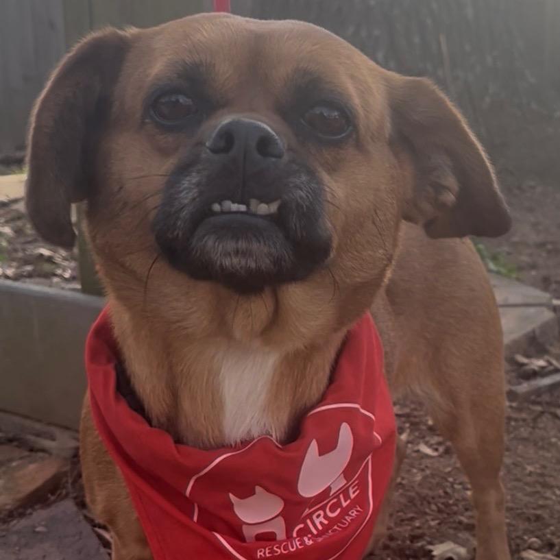 Enlarge Helga, a Adoptable mixed breed in Bessemer, AL image 1/6