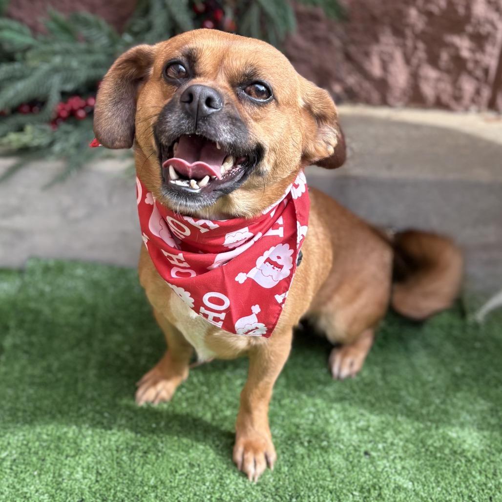 Enlarge Helga, a Adoptable mixed breed in Bessemer, AL image 2/6