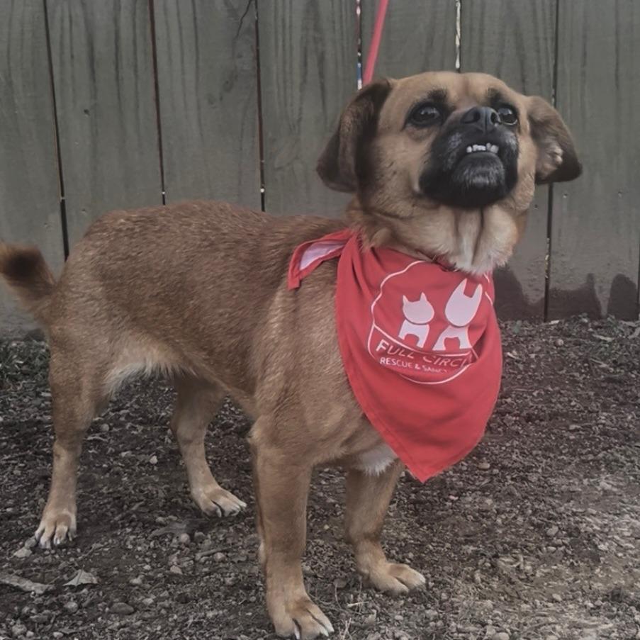 Enlarge Helga, a Adoptable mixed breed in Bessemer, AL image 3/6