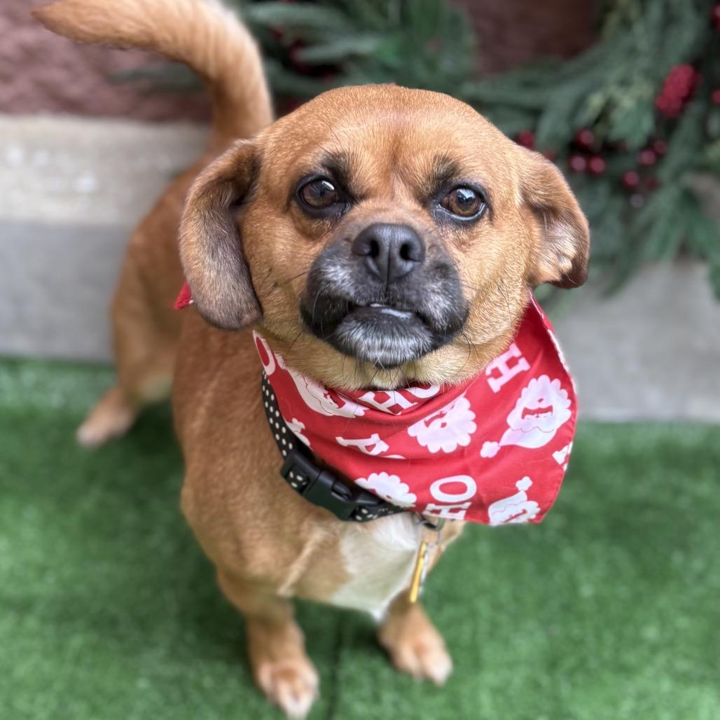 Enlarge Helga, a Adoptable mixed breed in Bessemer, AL image 4/6