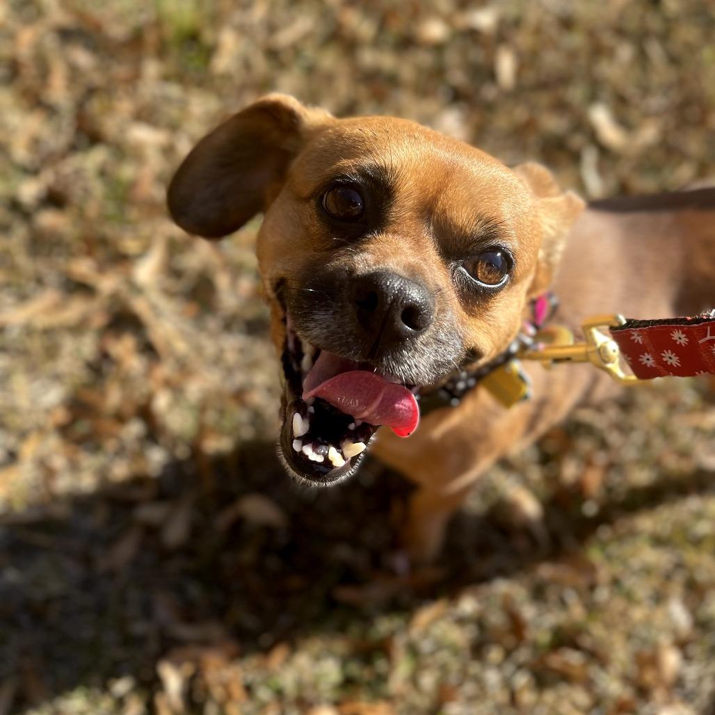 Enlarge Helga, a Adoptable mixed breed in Bessemer, AL image 6/6