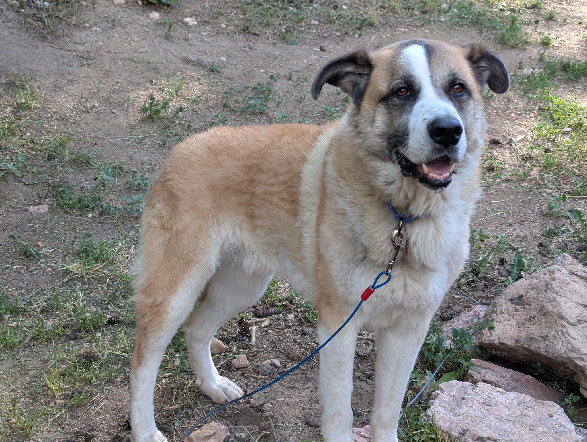 Enlarge Rambo, a ADOPTABLE mixed breed in Littleton, CO image 2/4